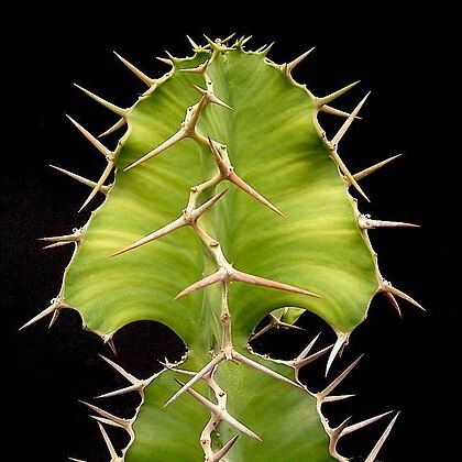 Euphorbia breviarticulata unspecified picture