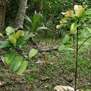 Garcinia pseudoguttifera unspecified picture