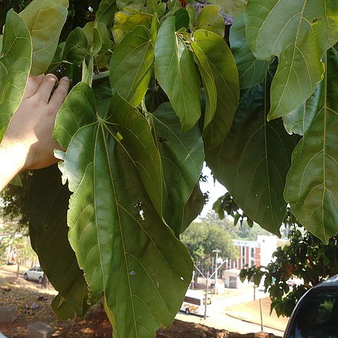 Pterygota brasiliensis unspecified picture