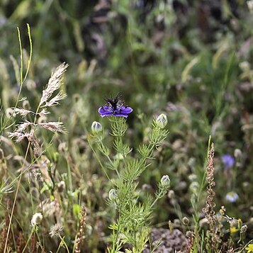 Nigella papillosa subsp. atlantica unspecified picture