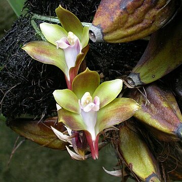 Bifrenaria mellicolor unspecified picture