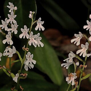 Stenoglottis macloughlinii unspecified picture