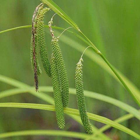 Carex shimidzensis unspecified picture