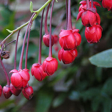 Berberidopsidaceae unspecified picture