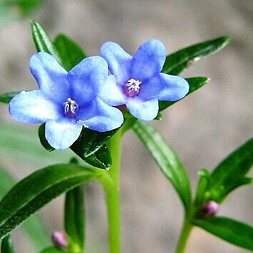 Glandora rosmarinifolia unspecified picture