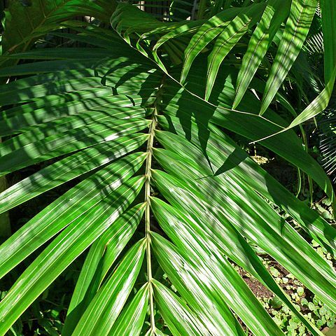 Burretiokentia vieillardii unspecified picture