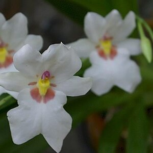 Miltoniopsis warszewiczii unspecified picture