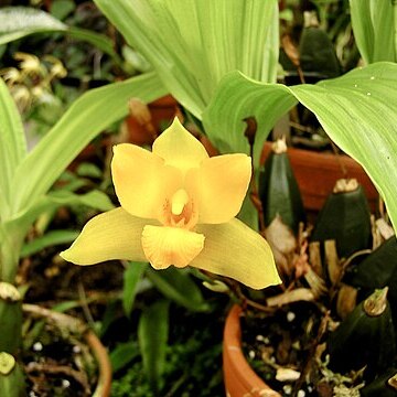 Lycaste crinita unspecified picture