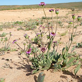 Othonna cakilefolia unspecified picture