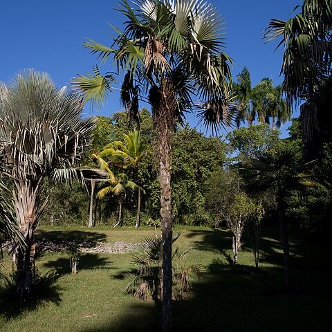 Coccothrinax victorinii unspecified picture