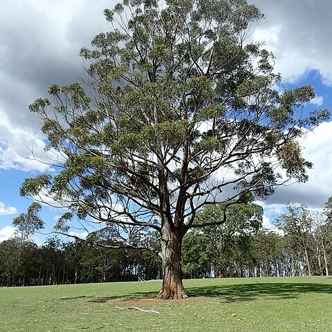 Eucalyptus cameronii unspecified picture