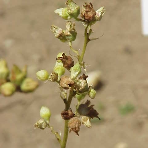 Heuchera grossulariifolia unspecified picture