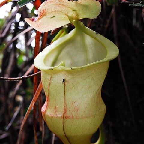 Nepenthes hamiguitanensis unspecified picture