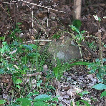 Carex autumnalis unspecified picture