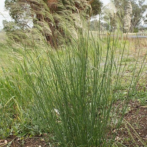 Austrostipa verticillata unspecified picture