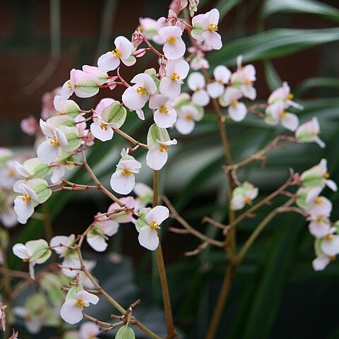 Begonia rhizocaulis unspecified picture