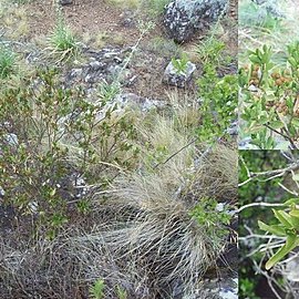 Baccharis psiadioides unspecified picture