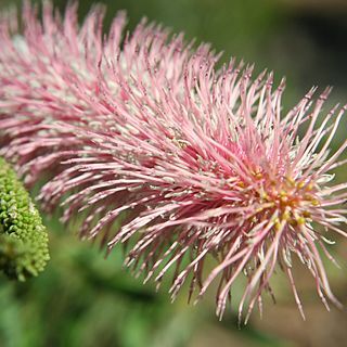 Grevillea petrophiloides unspecified picture