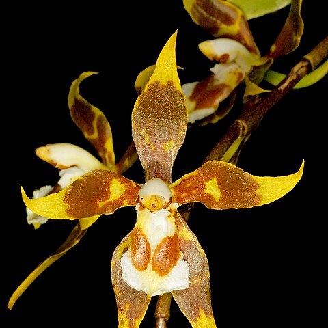 Oncidium portmannii unspecified picture