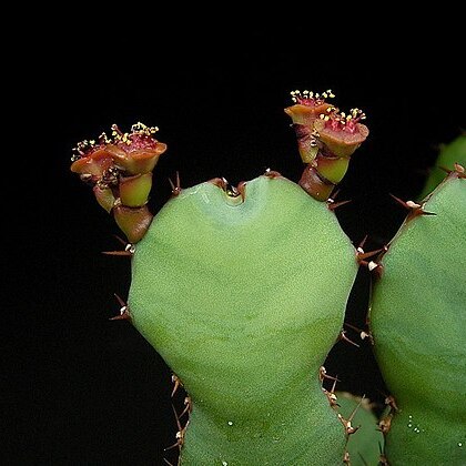 Euphorbia opuntioides unspecified picture