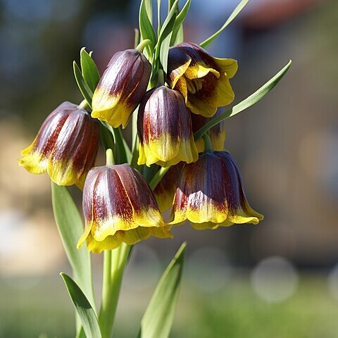 Fritillaria michailovskyi unspecified picture