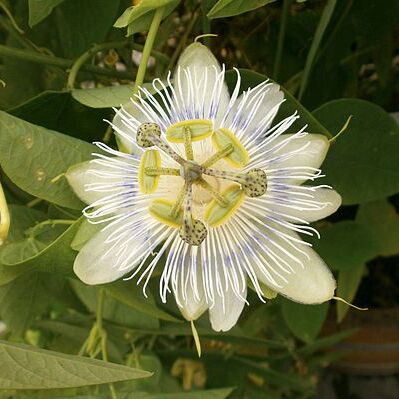 Passiflora eichleriana unspecified picture