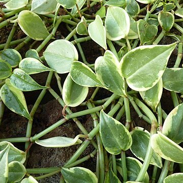 Peperomia nitida unspecified picture