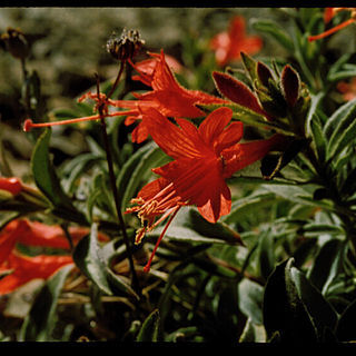 Epilobium septentrionale unspecified picture