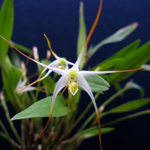 Dendrobium validicolle unspecified picture