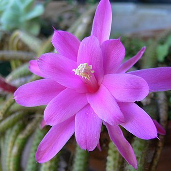 Aporocactus unspecified picture