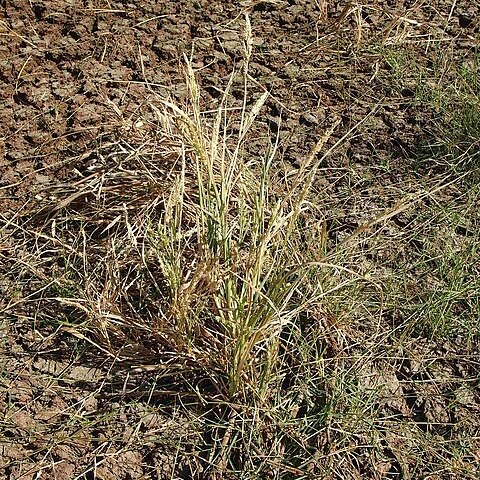 Echinochloa turneriana unspecified picture