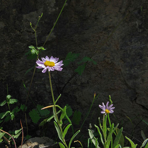 Erigeron maniopotamicus unspecified picture