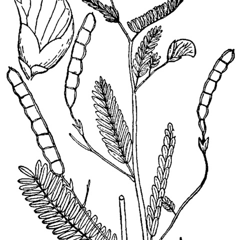 Aeschynomene virginica unspecified picture