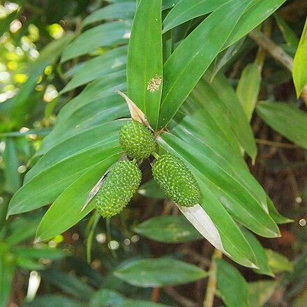 Freycinetia excelsa unspecified picture