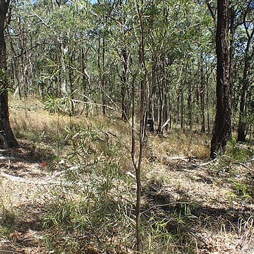 Melaleuca linearifolia unspecified picture