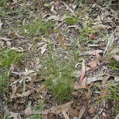 Aristida gracilipes unspecified picture