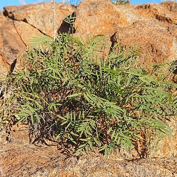 Tephrosia brachyodon unspecified picture