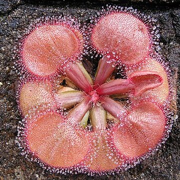 Drosera falconeri unspecified picture