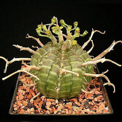 Euphorbia meloformis unspecified picture