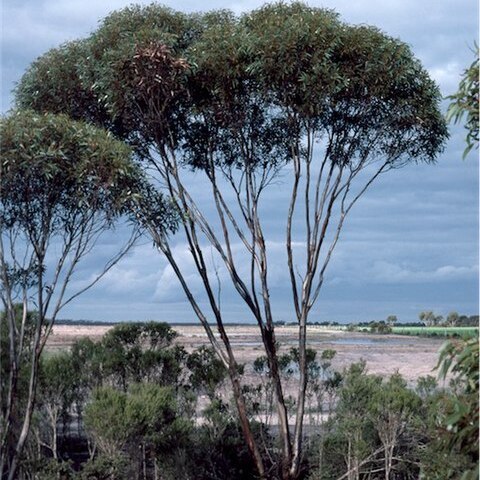 Eucalyptus dielsii unspecified picture