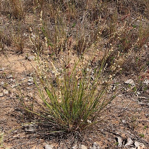 Eragrostis cumingii unspecified picture