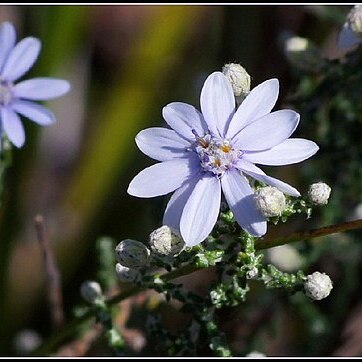 Olearia ramosissima unspecified picture