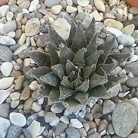 Haworthia maraisii unspecified picture