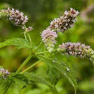 Lamiaceae unspecified picture