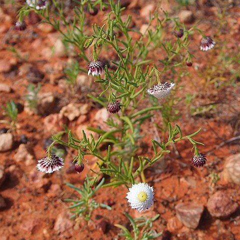 Leucochrysum fitzgibbonii unspecified picture