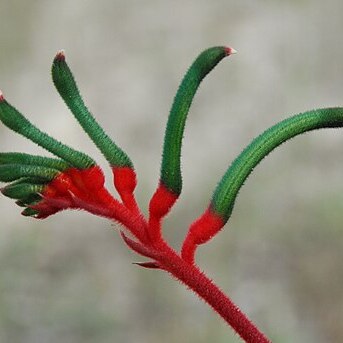 Anigozanthos manglesii unspecified picture