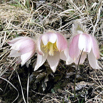 Pulsatilla vernalis unspecified picture