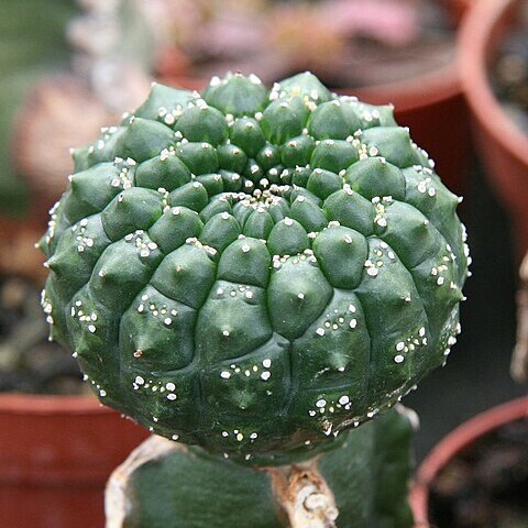 Euphorbia gymnocalycioides unspecified picture