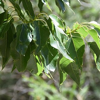 Brachychiton diversifolius unspecified picture