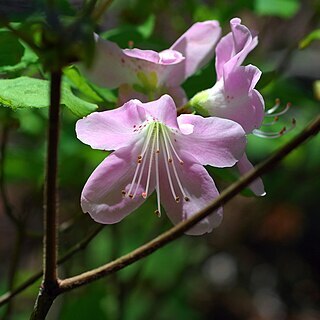 Rhododendron schlippenbachii unspecified picture